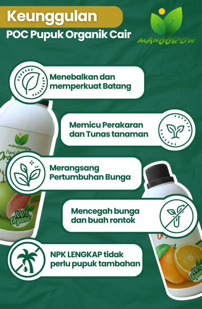 Pupuk Organik Cair Durian, Bunga, Cabai, Alpukat, Anggur, POC Terbaik Unsur Hayati MANGGROW Fruit - Pupuk Durian | pupuk booster durian isi 500ML | Pupuk Khusus Durian | Pupuk cair Organik penyubur buah Durian terbaik | Pelebat Durian Organik | Pemacu Bunga dan Buah Durian Agar Cepat Berbuah Lebat| menyuburkan tanaman ✨Hasil Melangit, Buah-buahan Cepat Tumbuh. Keindahan Taman dalam Genggaman! 100% Organik ✅ Keunggulan Menebalkan dan memperkuat Batang Memacu Perakaran dan Tunas Merangsang Pertumbuhan Bunga Merangsang Pertumbuhan Buah Durian CARA PEMAKAIAN PUPUK MANGGROW Masa Vegetatif Sistem kocor/siram - Encerkan 1 tutup per 1 liter air - Siram rata pada media tanam - Pemakaian interval maksimal 1 minggu sekali Sistem Spray - Encerkan ½ Tutup per 1 liter air - Spray Merata bagian bawah daun - Pemakaian interval maksimal 1 minggu sekali Untuk Masa Generatif takaran 2x lipat dari takaran masa vegetatif diatas Kandungan Pupuk Manggrow • AUKSIN IAA, berperan memacu pertumbuhan tanaman • GIBERILIN, meningkatkan kualitas dan hasil produksi tanaman • ZITOKININ, mendorong terjadinya pembelahan sel di jaringam merismatik • C-ORGANIK, Membantu menjaga tanaman dari Hama dan penyakit • K20, Memperkuat batang tanaman sehingga memperpanjang usia tanaman • P205, Berguna untuk merangsang pembungaan pada tanaman • Nitrogen, Merangsang Pertumbuhan akar, batang, dan daun ✅ Pupuk organik inovatif yang dapat dicampur langsung dengan insektisida tanpa khawatir akan pengurangan kualitas produk. Aplikasi mudah, aman, dan memberikan hasil optimal. Dengan MANGGROW, perpaduan sempurna antara nutrisi alami dan perlindungan tanaman, memastikan tanaman subur, sehat, dan menghasilkan produk berkualitas tinggi. Hadirkan kemudahan dan keamanan dalam pertanian Anda!