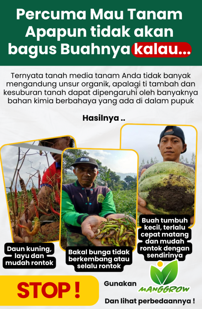 Pupuk Organik Cair Durian, Bunga, Cabai, Alpukat, Anggur, POC Terbaik Unsur Hayati MANGGROW Fruit - Pupuk Durian | pupuk booster durian isi 500ML | Pupuk Khusus Durian | Pupuk cair Organik penyubur buah Durian terbaik | Pelebat Durian Organik | Pemacu Bunga dan Buah Durian Agar Cepat Berbuah Lebat| menyuburkan tanaman ✨Hasil Melangit, Buah-buahan Cepat Tumbuh. Keindahan Taman dalam Genggaman! 100% Organik ✅ Keunggulan Menebalkan dan memperkuat Batang Memacu Perakaran dan Tunas Merangsang Pertumbuhan Bunga Merangsang Pertumbuhan Buah Durian CARA PEMAKAIAN PUPUK MANGGROW Masa Vegetatif Sistem kocor/siram - Encerkan 1 tutup per 1 liter air - Siram rata pada media tanam - Pemakaian interval maksimal 1 minggu sekali Sistem Spray - Encerkan ½ Tutup per 1 liter air - Spray Merata bagian bawah daun - Pemakaian interval maksimal 1 minggu sekali Untuk Masa Generatif takaran 2x lipat dari takaran masa vegetatif diatas Kandungan Pupuk Manggrow • AUKSIN IAA, berperan memacu pertumbuhan tanaman • GIBERILIN, meningkatkan kualitas dan hasil produksi tanaman • ZITOKININ, mendorong terjadinya pembelahan sel di jaringam merismatik • C-ORGANIK, Membantu menjaga tanaman dari Hama dan penyakit • K20, Memperkuat batang tanaman sehingga memperpanjang usia tanaman • P205, Berguna untuk merangsang pembungaan pada tanaman • Nitrogen, Merangsang Pertumbuhan akar, batang, dan daun ✅ Pupuk organik inovatif yang dapat dicampur langsung dengan insektisida tanpa khawatir akan pengurangan kualitas produk. Aplikasi mudah, aman, dan memberikan hasil optimal. Dengan MANGGROW, perpaduan sempurna antara nutrisi alami dan perlindungan tanaman, memastikan tanaman subur, sehat, dan menghasilkan produk berkualitas tinggi. Hadirkan kemudahan dan keamanan dalam pertanian Anda!