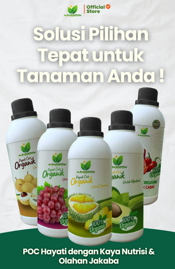 MANGGROW Fruit-Pupuk Alpukat | booster alpukat | pupuk pelebat buah | nutrisi buah | Segala Jenis Tanaman Alpukat| Pupuk Cair Organik Tanaman Menyuburkan| Aman Buat Tanaman| Pupuk Alpukat Multifungsi| Anti Rontok| Pupuk Hormon Alpukat ✨Hasil Melangit, Buah-buahan Cepat Tumbuh. Hasil Tanaman Buah dalam Genggaman! ✅ Keunggulan Menebalkan dan memperkuat Batang Memicu Perakaran dan Tunas Merangsang Pertumbuhan Bunga dan mencegah bunga dan buah rontok Merangsang Pertumbuhan Buah Alpukat CARA PEMAKAIAN PUPUK MANGGROW Masa Vegetatif Sistem kocor/siram - Encerkan 1 tutup per 1 liter air - Siram rata pada media tanam - Pemakaian interval maksimal 1 minggu sekali Sistem Spray - Encerkan ½ Tutup per 1 liter air - Spray Merata bagian bawah daun - Pemakaian interval maksimal 1 minggu sekali Untuk Masa Generatif takaran 2x lipat dari takaran masa vegetatif diatas 1 botol isi 500ml ✅ Pupuk organik inovatif yang dapat dicampur langsung dengan insektisida tanpa khawatir akan pengurangan kualitas produk. Aplikasi mudah, aman, dan memberikan hasil optimal. Dengan MANGGROW, perpaduan sempurna antara nutrisi alami dan perlindungan tanaman, memastikan tanaman subur, sehat, dan menghasilkan produk berkualitas tinggi. Hadirkan kemudahan dan keamanan dalam pertanian Anda!